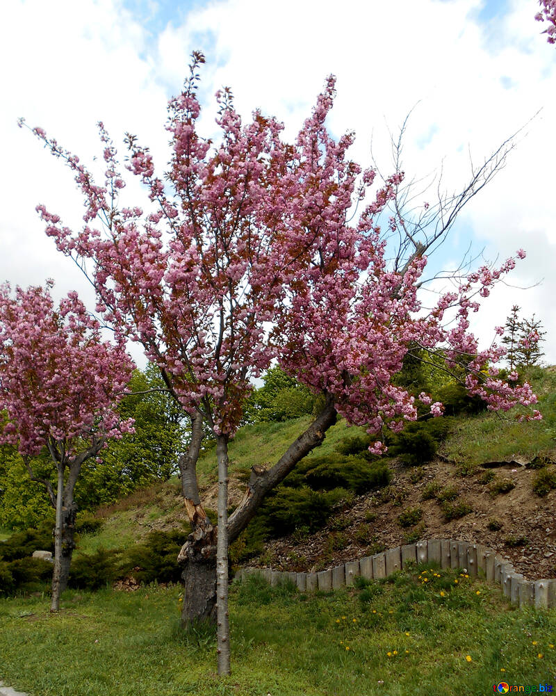 Vicolo dei ciliegi in fiore №48552