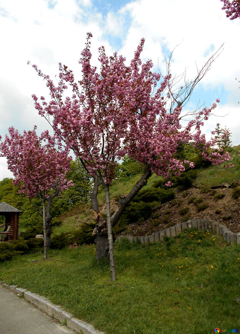 Gasse der blühenden Kirschbäume №48554