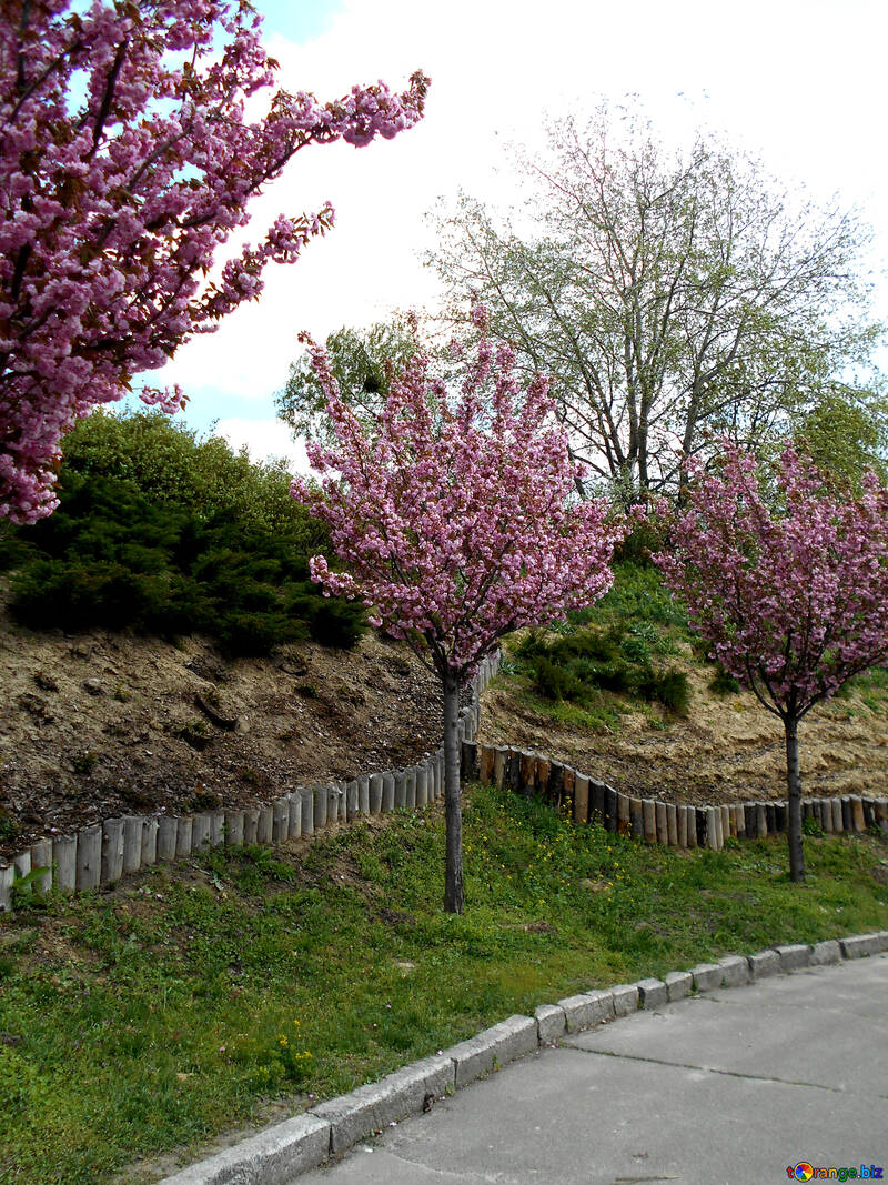 Алея квітучих дерев сакури №48558