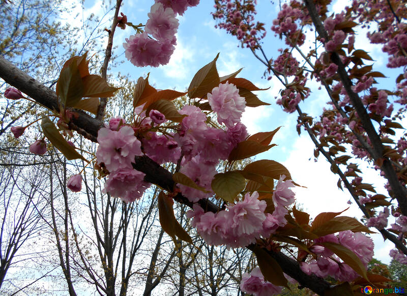 Os ramos de flores de cerejeira №48549