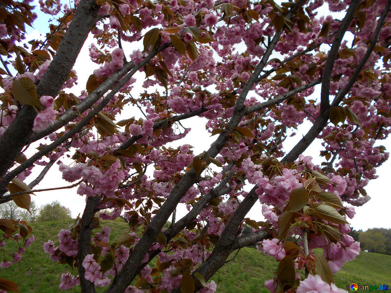 Les branches de cerisiers en fleurs №48550