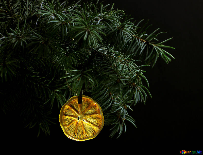 Fir tree branch isolated on black background with gold thread and a pin holds a glowing dry slice of orange №48133