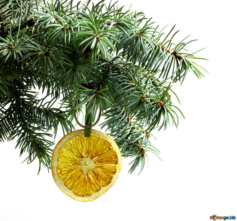 Fir tree branch isolated on white background with gold thread and a pin holds a glowing dry slice of orange, mandarin or lemons in top frame corner.  №48127