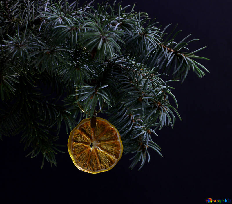 Fir tree branch isolated on black background with gold thread and a pin holds a glowing dry slice of orange, lemon, lime, mandarin or grapefruit  in top frame corner. New Year and Christmas blank template. Copyspace place for text. №48131