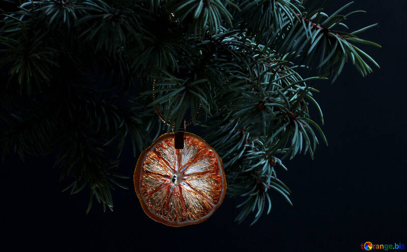 Fir tree branch isolated on black background with gold thread and a pin holds a glowing dry slice of orange, lemon, lime, mandarin or grapefruit  in top frame corner. New Year and Christmas blank template. Copyspace place for text. №48135