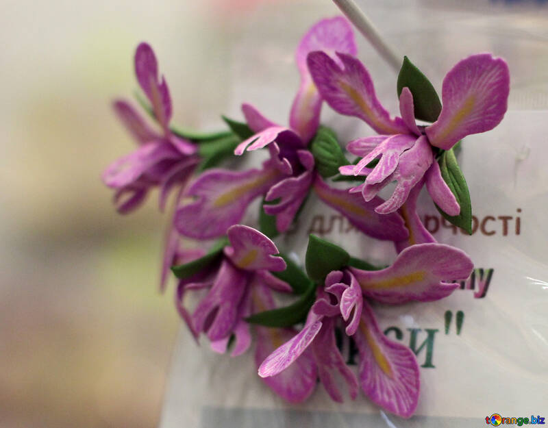 Iris fleur de foamirana №48633