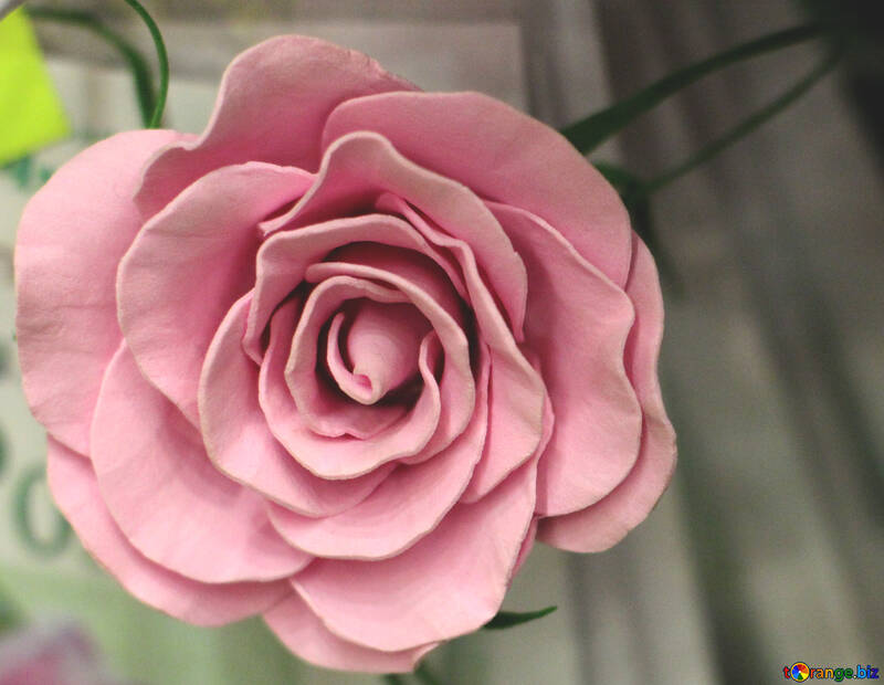 Flor color de rosa de foamirana №48638