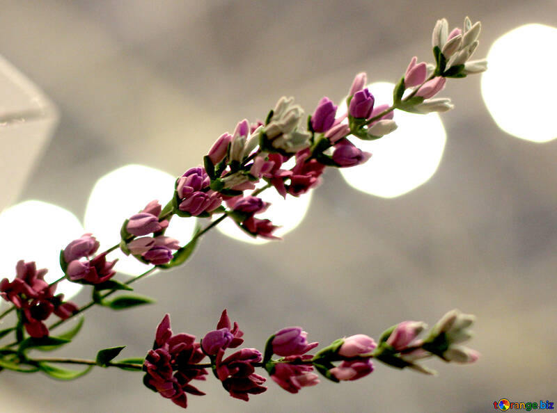 Fiore selvaggio del foamirana №48637