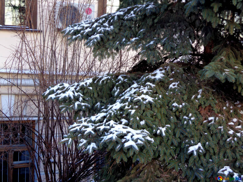 Winter tree en ville №48483
