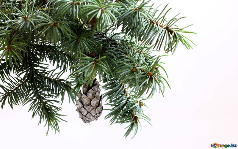 Fir tree branch isolated on white background with silver pine cone in top frame corner. New Year and Christmas blank template. Big white copyspace place for text or logo. №48114