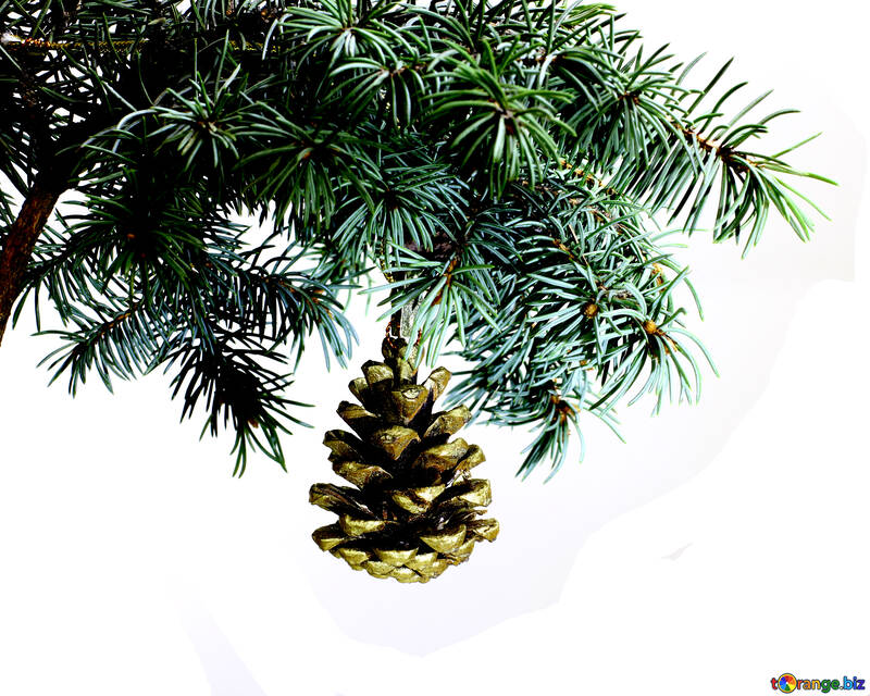 Fir tree branch isolated on white background with gold pine cone in top frame corner.  №48120