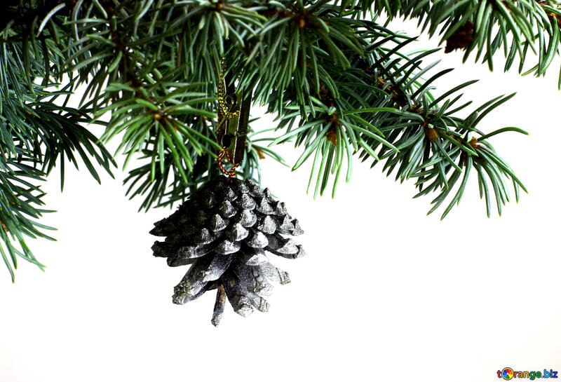Fir tree branch isolated on white background with silver pine cone in top frame corner. №48124
