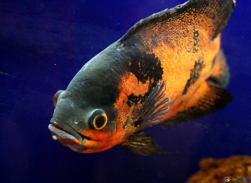 Велика рибка в акваріумі №48665