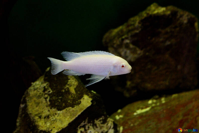 Біла рибка в акваріумі №48669