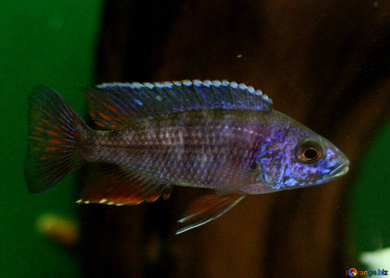 Синя рибка в акваріумі №48666