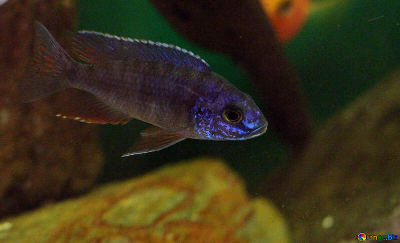 Pesce azzurro in acquario №48670