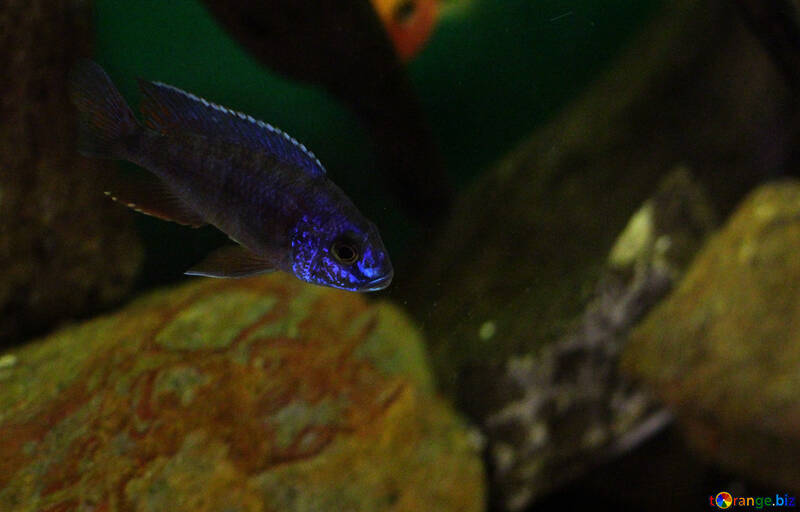 Blue fish in aquarium №48671