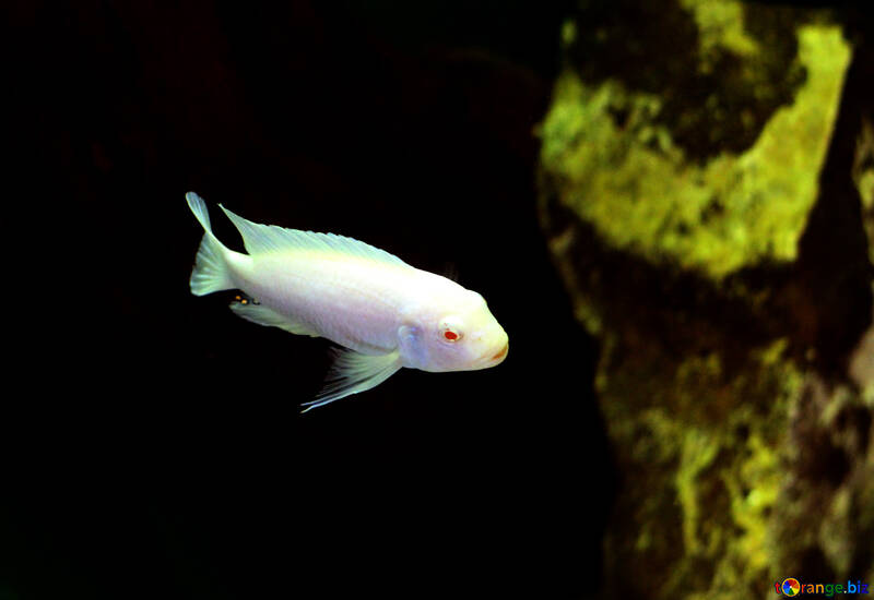 Poisson blanc dans l`aquarium №48668