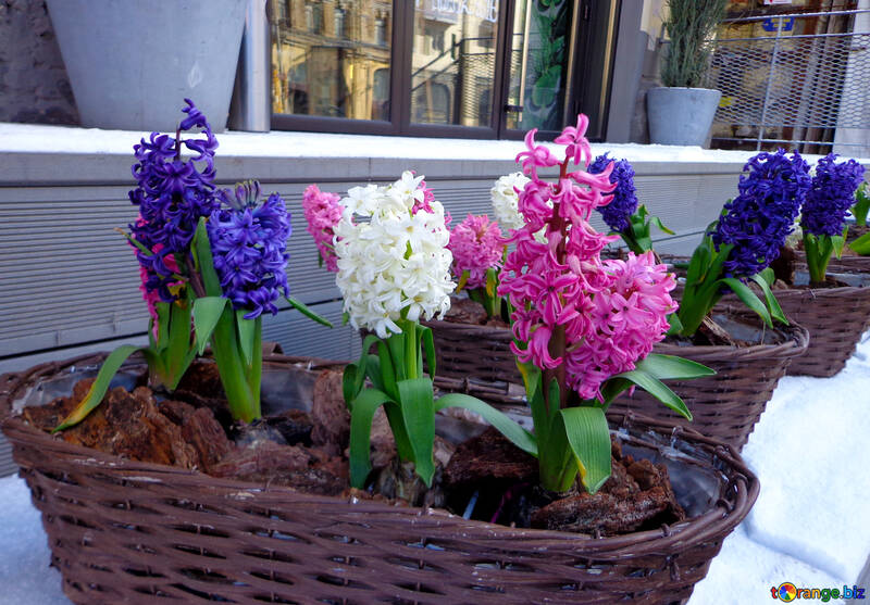 Decoration of the facade of the winter flowers hyacinth №48489