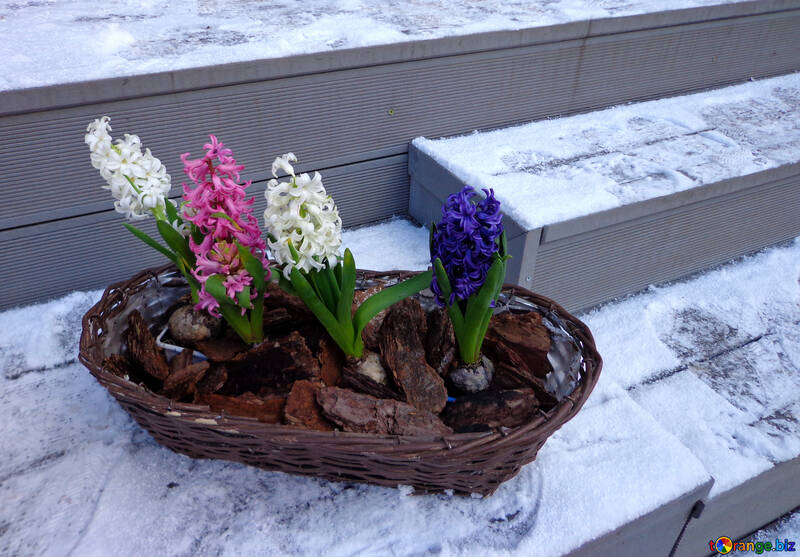 Blumen Hyazinthe im Schnee im Winter №48490