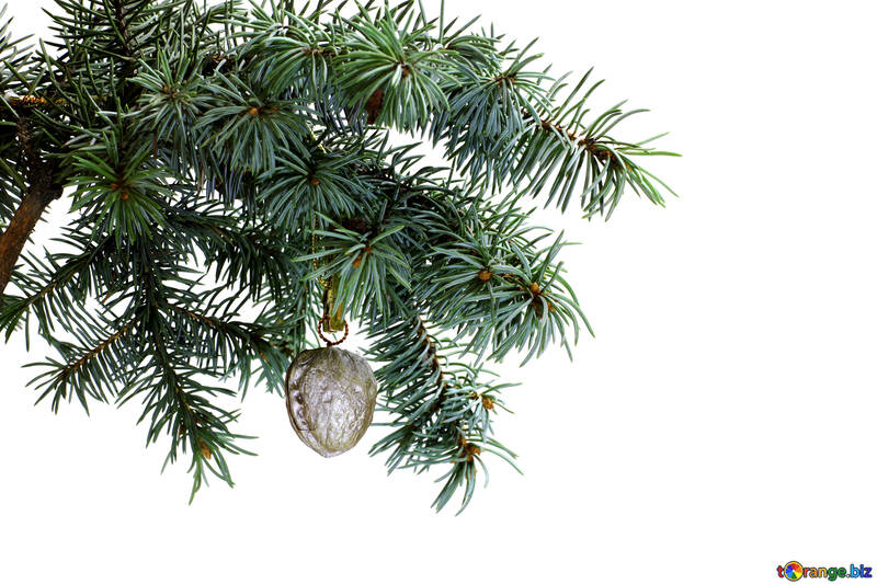 Fir tree branch isolated on white background with silver gold walnut in top frame corner. №48121