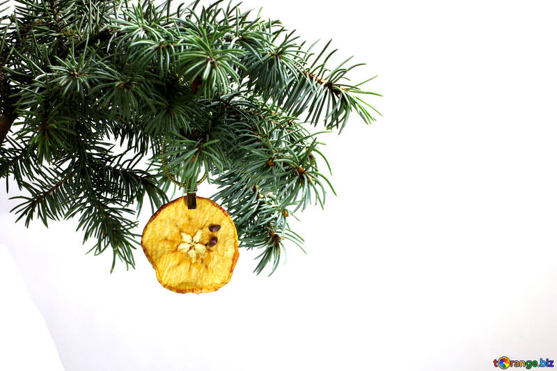 Tanne Zweig auf weißem Hintergrund mit Goldfäden isoliert und einen Stift hält eine glühende trockenen Stück Apfel in der oberen Rahmenecke. <font>Neujahr und Weihnachten leere Vorlage. <font>Space Platz für Text.</font></font> №48139