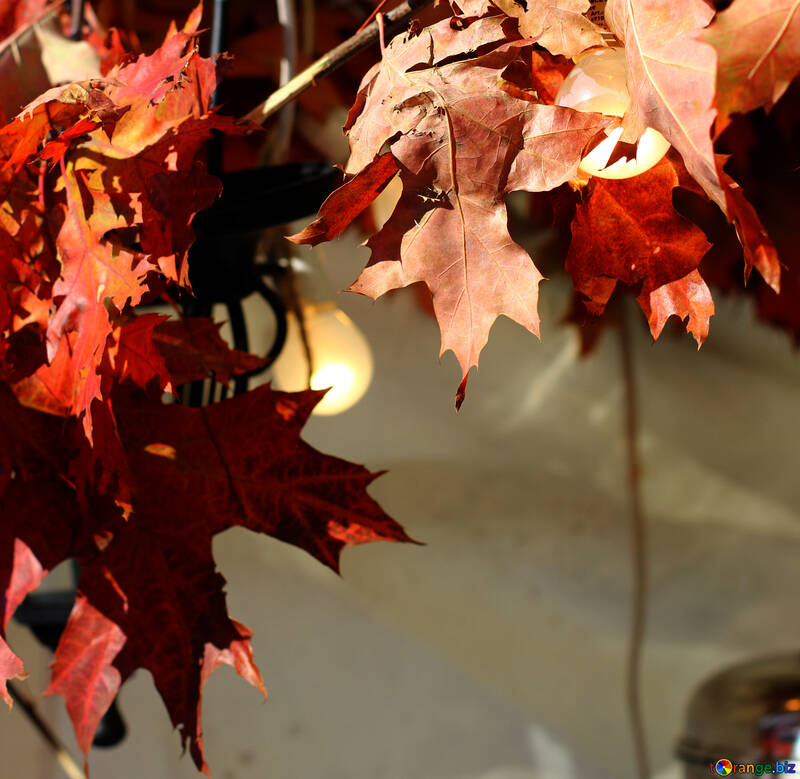 Decor with autumn leaves and bulbs №48394