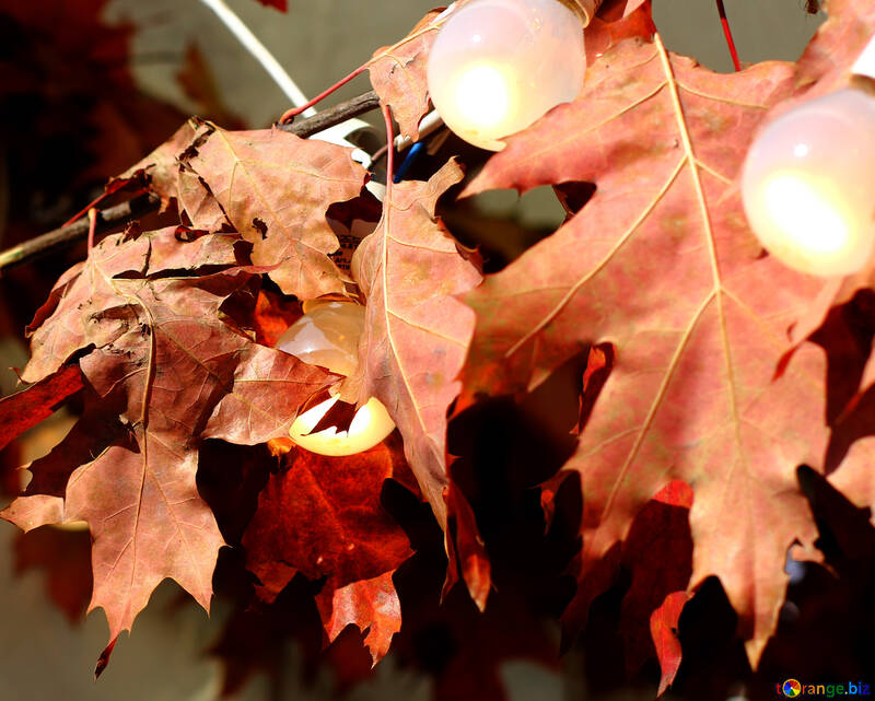 Decorazione con foglie di autunno e lampadine №48395