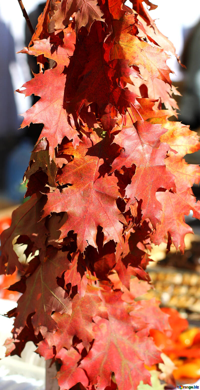 La decoración con hojas de otoño №48392