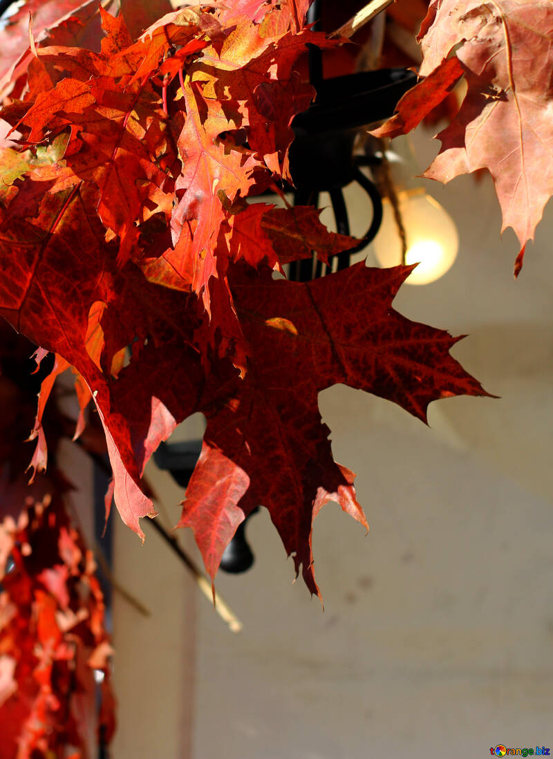 Decorazione con foglie di autunno e lampadine №48393