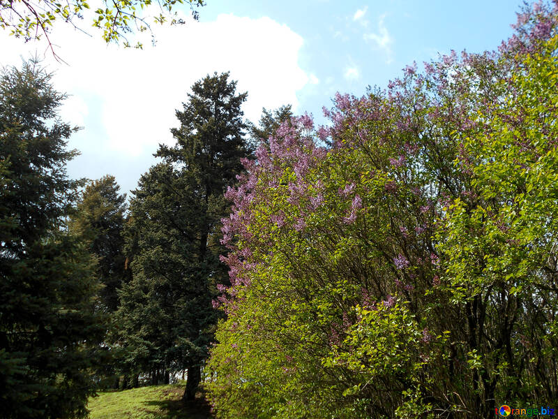 Lilac de florescência na floresta №48583