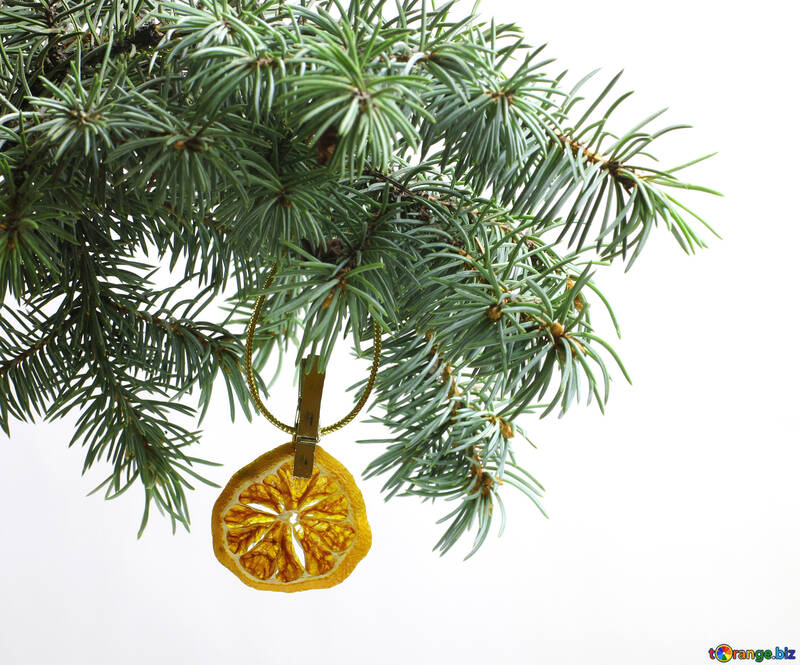 Fir tree branch isolated on white background with gold thread and a pin holds a glowing dry slice of orange, mandarin or lemons in top frame corner. New Year and Christmas blank template. Copyspace place for text. №48129