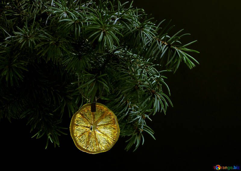 Fir tree branch isolated on black background with gold thread and a pin holds a glowing dry slice of orange, lemon, lime, mandarin or grapefruit  in top frame corner. New Year and Christmas blank template. Copyspace place for text. №48134