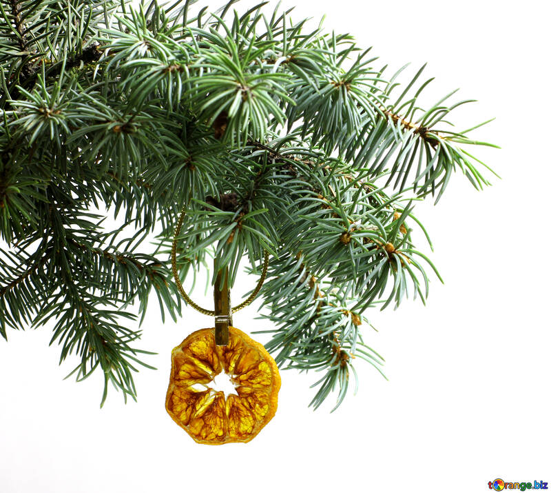 Fir tree branch isolated on white background with gold thread and a pin holds a glowing dry slice of orange, mandarin or lemons in top frame corner. New Year and Christmas blank template. Copyspace place for text. №48128
