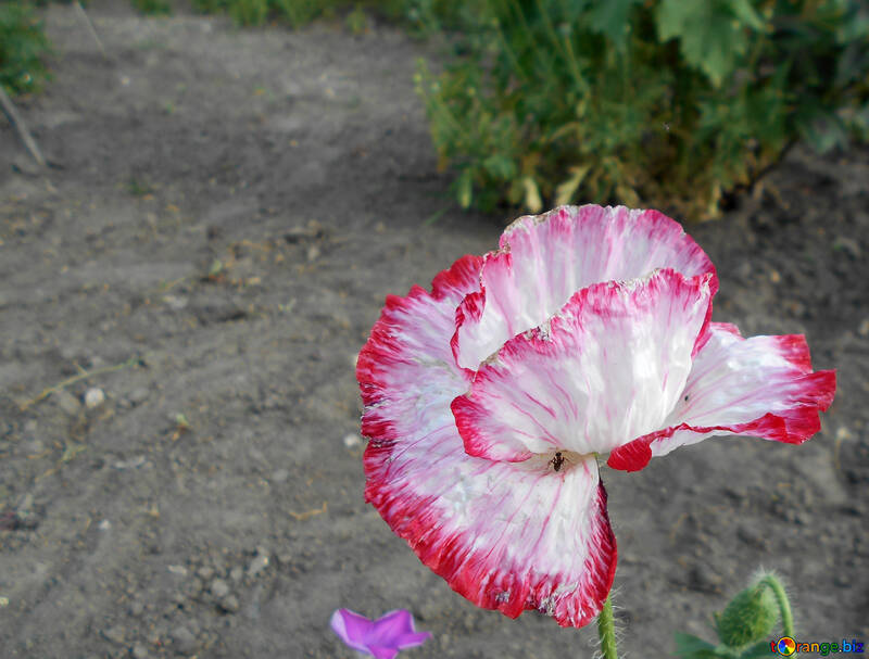 Long poppy flower №48448