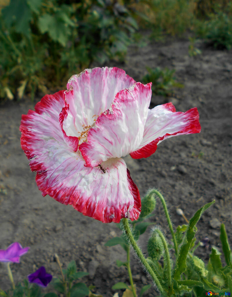 Longue fleur de pavot №48447