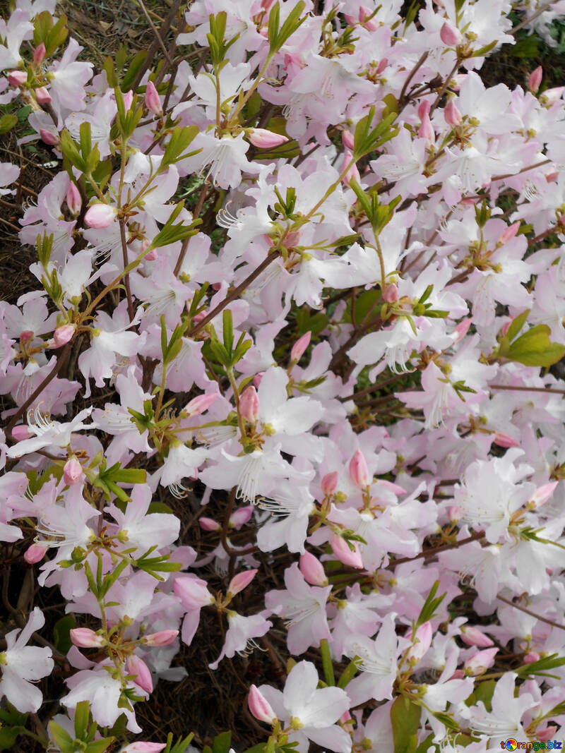 Fundo branco flores de rododendros №48562