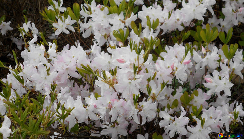 Hintergrund weiß Rhododendron-Blüten №48563