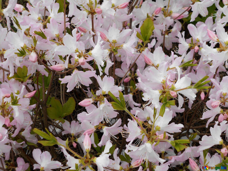 Hintergrund weiß Rhododendron-Blüten №48564