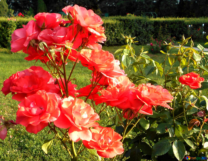 Der Strauch mit roten Rose №48441