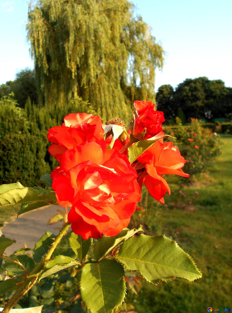 O arbusto de rosa vermelha №48443