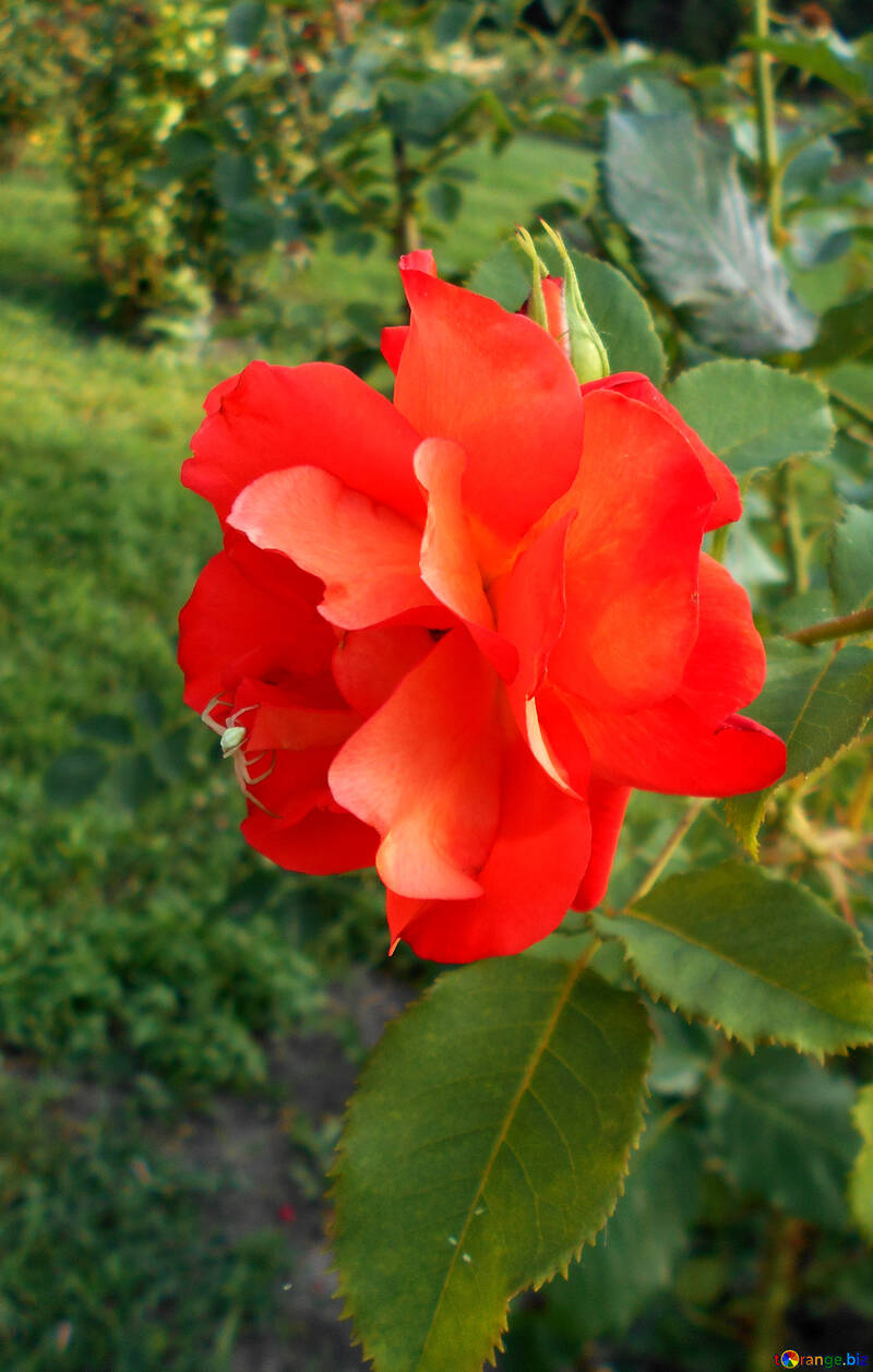 Der Strauch mit roten Rose №48444