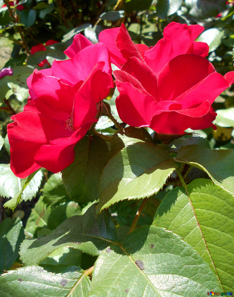Natürliche rote Rosen №48457