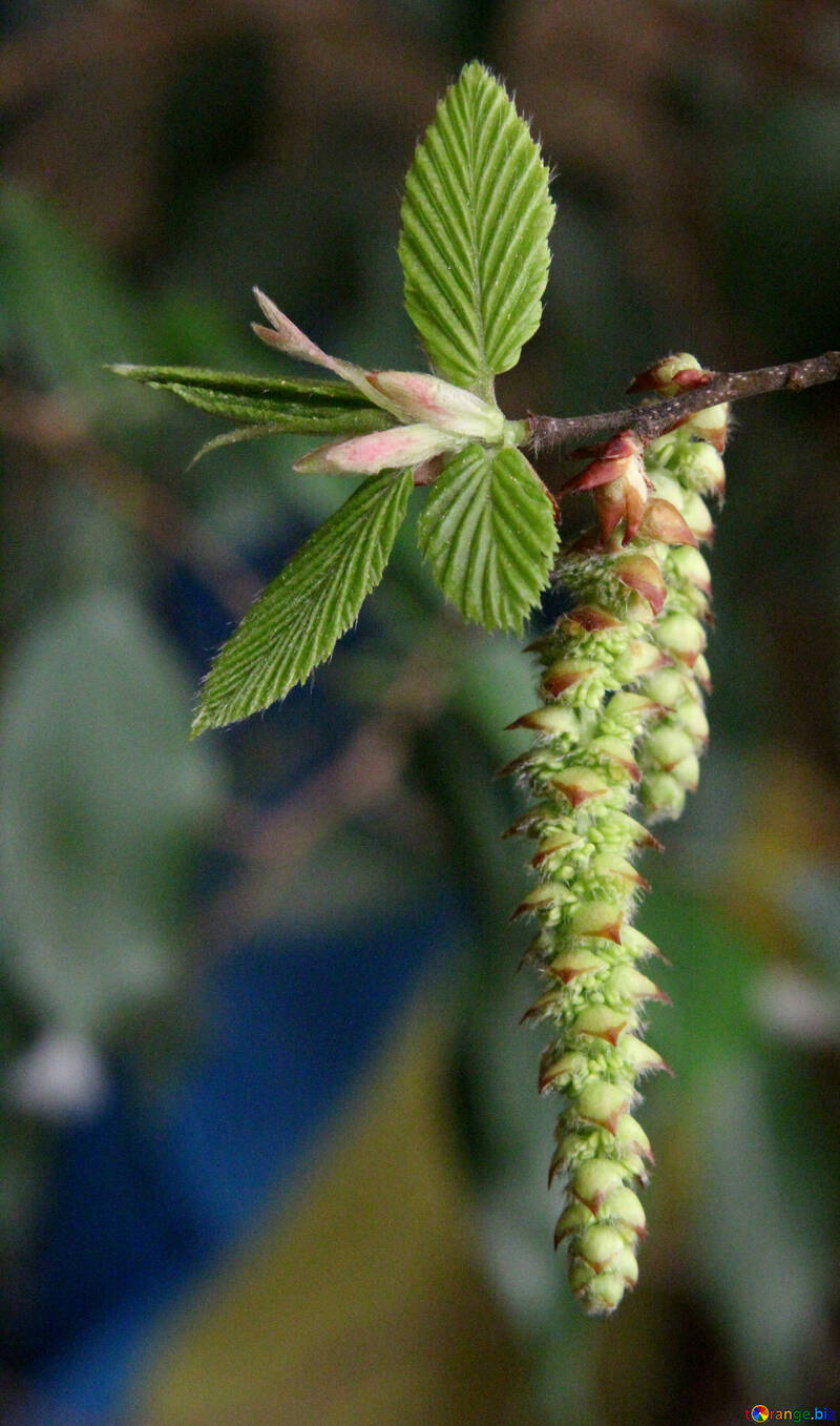 Spring birch catkin flower №48476