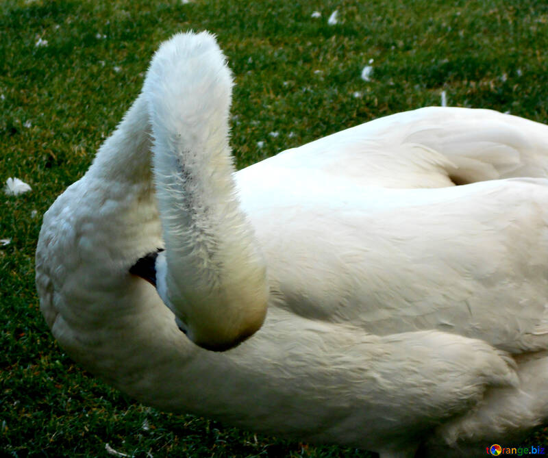 Swan cleans feathers №48471