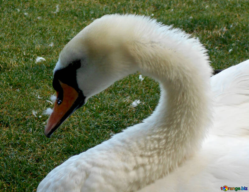 The muzzle of a swan №48470