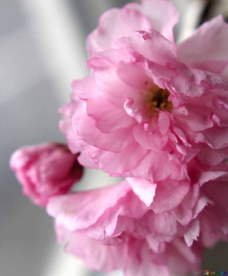Flores de sakura №48585