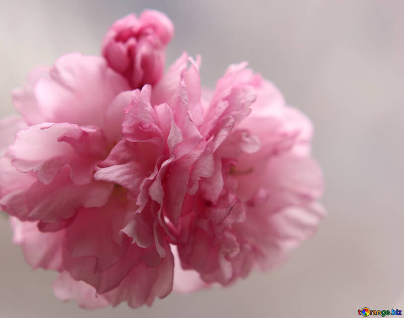 Sakura-Blüten №48586