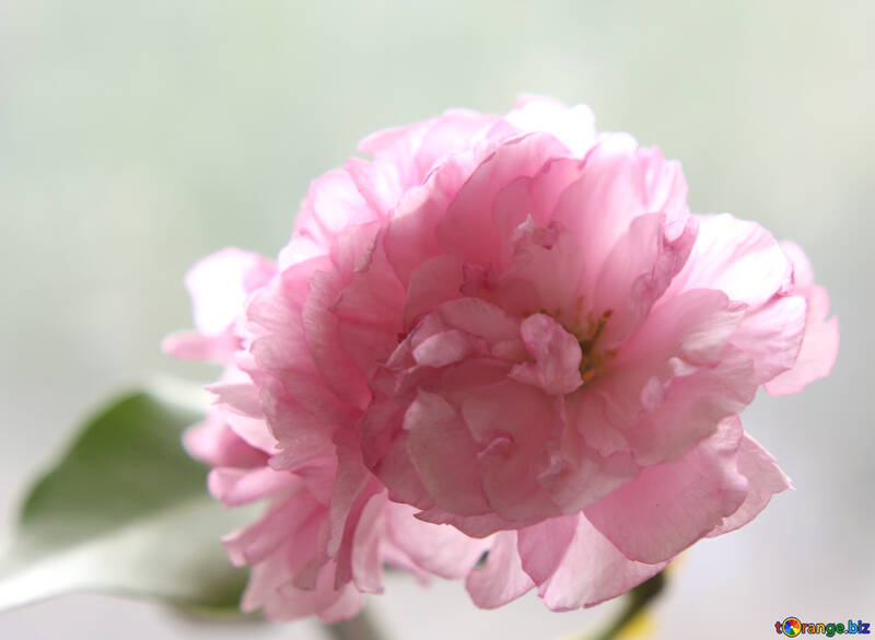 Flores de sakura №48589