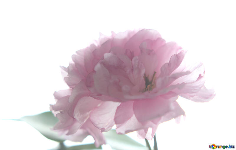 Квітка сакури ізольовано на білому тлі №48591